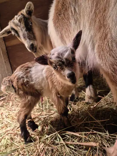 Nigerian Dwarf doe with doeling, View more