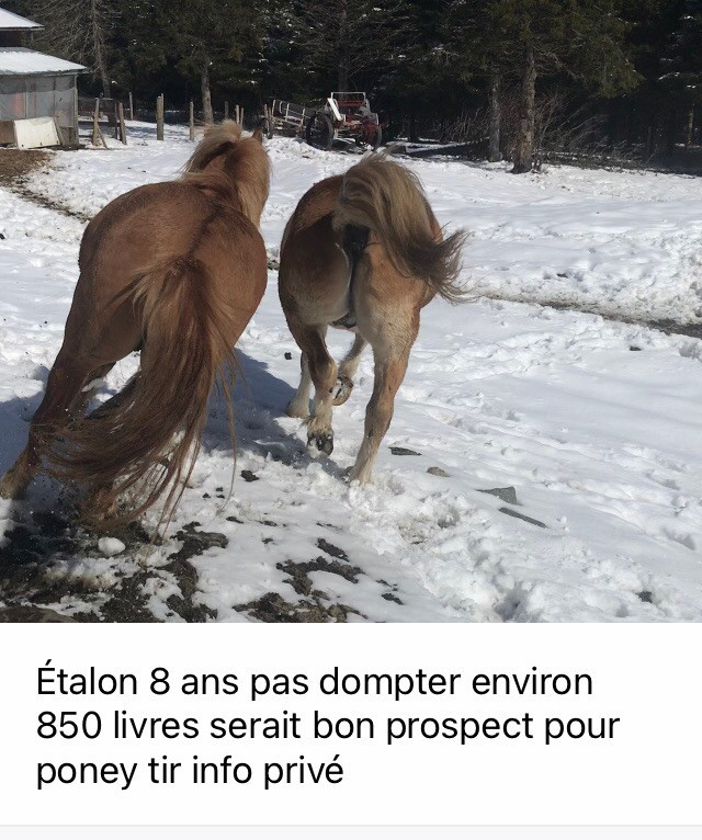 Un Cheval dans Accessoires pour bétails et chevaux  à St-Georges-de-Beauce