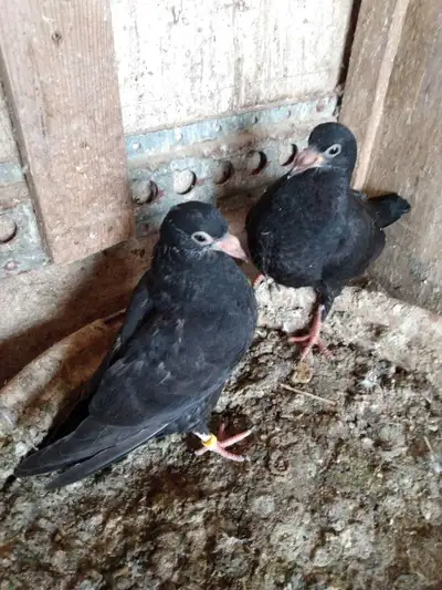2 black baby racing pigeon ready to pick up, View more