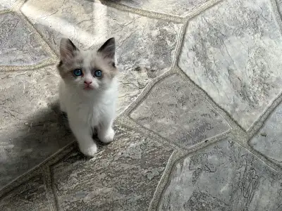 Beautiful Ragdoll Kittens, View more