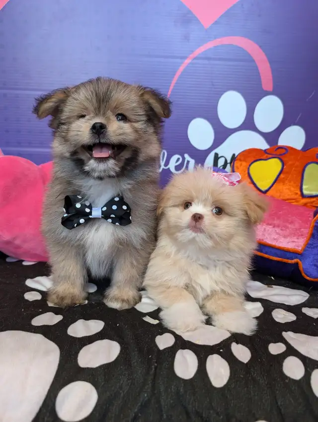 Pomeranian mix shihtzu Pomshis ready July 15 in Dogs & Puppies for Rehoming in City of Toronto - Image 8