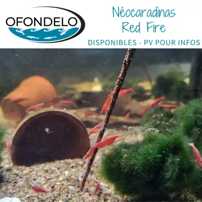 Crevette Néocaradinas Red Fire, View more