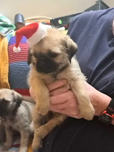 Shug puppies, View more