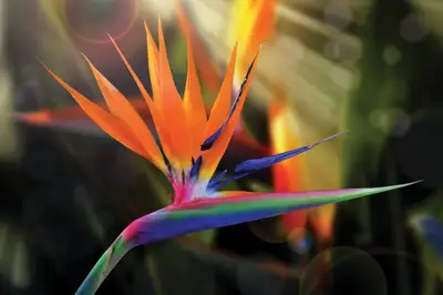 Tall Tree- produces flowers that looks like birds