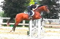 Pretty, young Dutch Warmblood mare