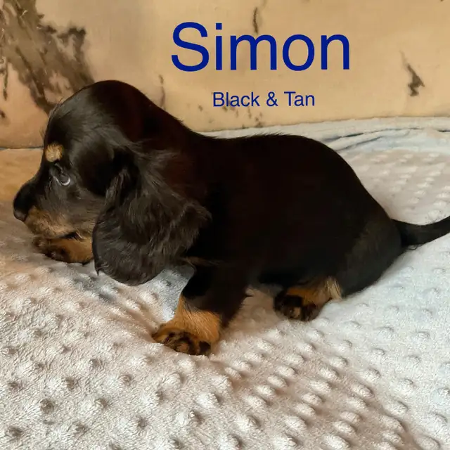 Miniature Long Haired Dachshund Puppies in Dogs & Puppies for Rehoming in St. Albert - Image 2