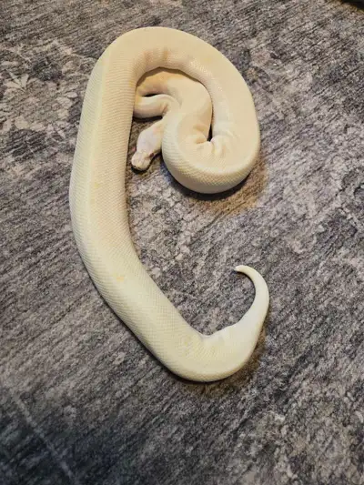 Female Albino Super Cinnamon, eats frozen thawed medium rats. Never bred. High quality breeding size...