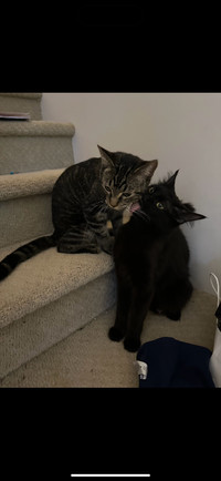 Two cats for rehoming