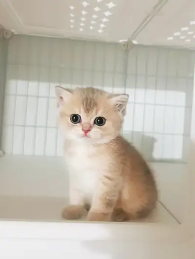 Pure Breed Lilac British Shorthair Kitten   – Ready Now!, View more