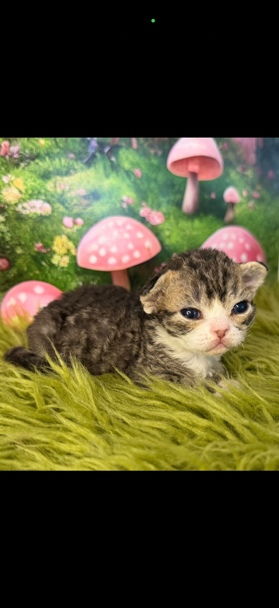 Beautiful girl! Brown tabby with perfect white face. I am a registered breeder. Please check out my...
