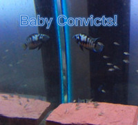 convict cichlids babies FRY