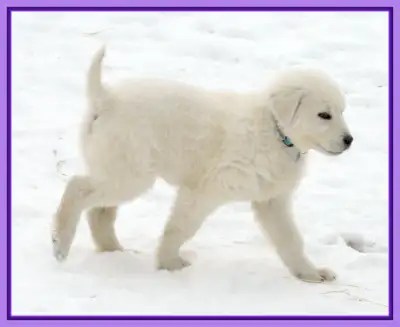 Registered Maremma Puppies, View more