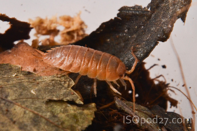 Regina's best Isopods and Springtails for sale in Reptiles & Amphibians for Rehoming in Regina - Image 3