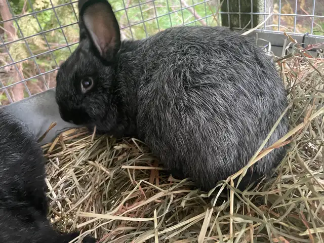 Silver Fox Rabbit in Livestock in Owen Sound - Image 3