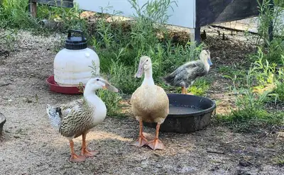 Female Runner Duck Mix, View more