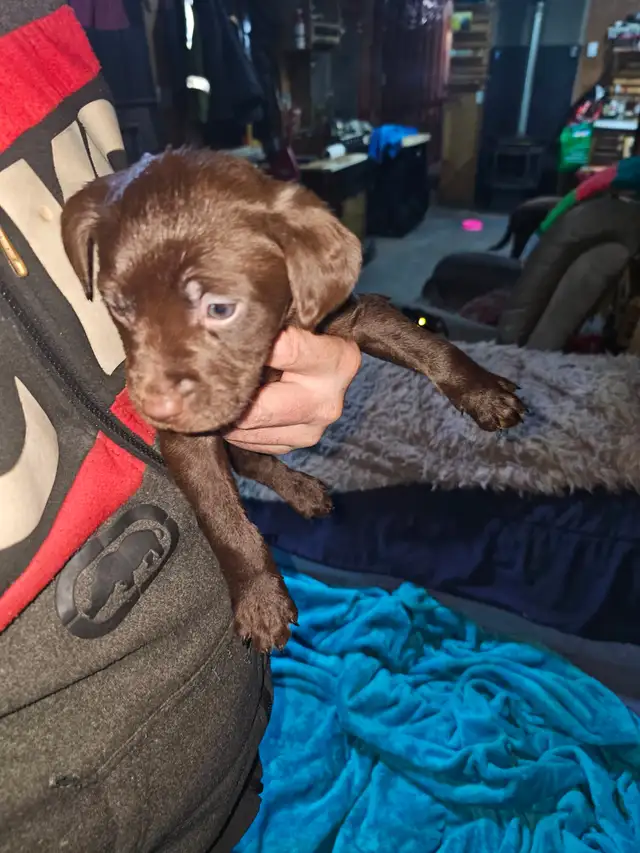 Puppies for Sale in Dogs & Puppies for Rehoming in Muskoka - Image 4