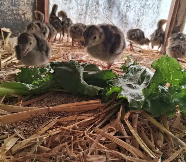 Layer Chicks & Chickens489072028088412166
