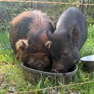 kune kune  mix piglets , View more