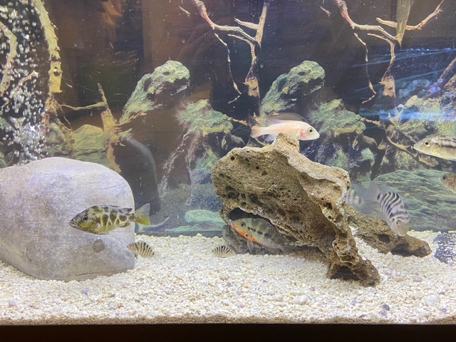 CICHLIDS FISH SALE - Pickering  in Fish for Rehoming in City of Toronto - Image 4