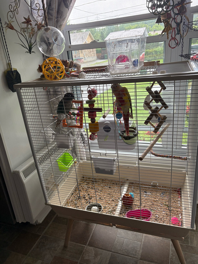 2 conures dans Oiseaux à adopter  à Laurentides - Image 3