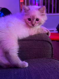 Purebred Ragdoll Kitten (Boy)