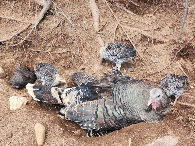 Turkey Hatching eggs in Livestock in Bridgewater - Image 4