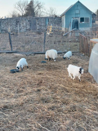 Mini Goats for sale