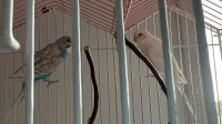 Two parrots for rehoming