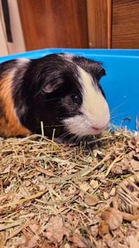 1.5 Year Old Male Guinea Pig (not shy)