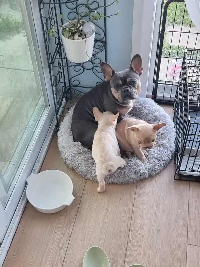 CKC French Bulldog Puppies in Dogs & Puppies for Rehoming in St. Catharines - Image 9