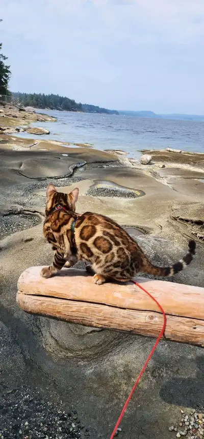Bengal Kittens (Rosettes on Gold)TICA registration, View more
