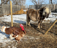 ISO: Turkey hens