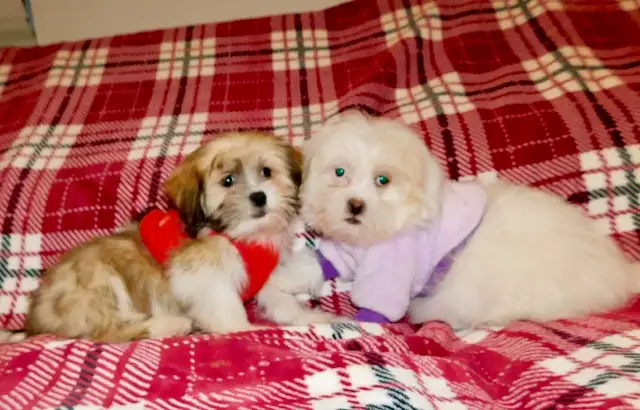 Chiots Malshi  (514-430-1821) in Dogs & Puppies for Rehoming in City of Montréal - Image 9