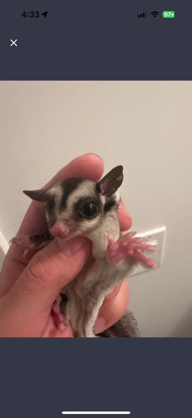 sugar glider  in Small Animals for Rehoming in Calgary