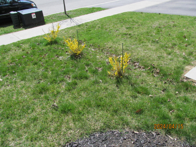 Forsythia bushes - free (3) in Free Stuff in Barrie
