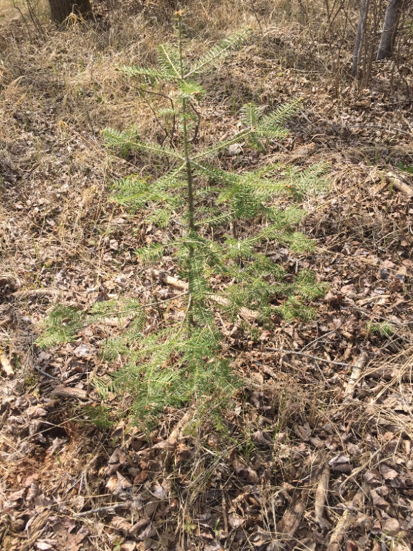 Balsam Fir tree seedlings in Plants, Fertilizer & Soil in Thunder Bay - Image 3