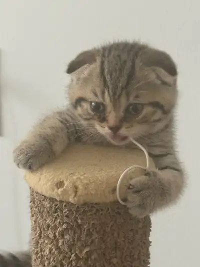 SCOTISH FOLDS, View more