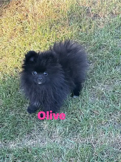 pomeranian, View more