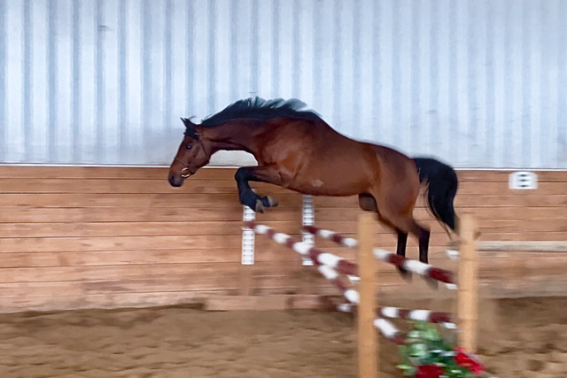 Sport Pony Gelding 13.3HH in Horses & Ponies for Rehoming in Calgary - Image 3