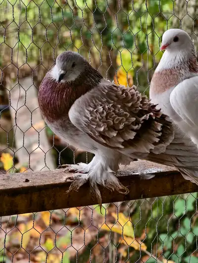 a female frill back pigeon, View more