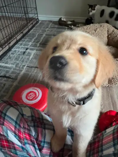 Golden retriever puppy, View more