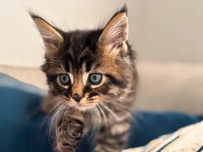 3 Maine Coon Kittens Still Available!, View more