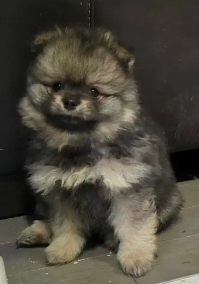 pomeranian puppy boy, View more