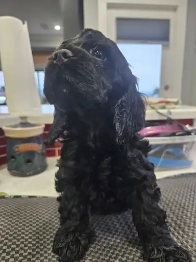 CKC Registered American Cocker Spaniel Pups, View more