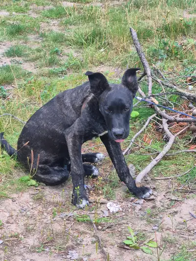 *Puppy for rehoming*, View more