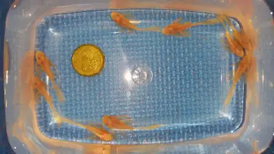Long fin / Short fin L144 Blue eyes Pleco and super red pleco, View more
