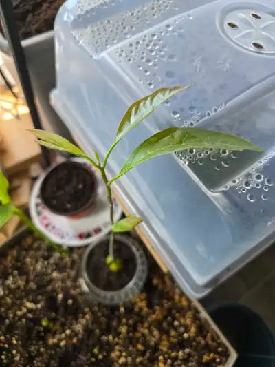 Hass Avocado Tree seedling, View more