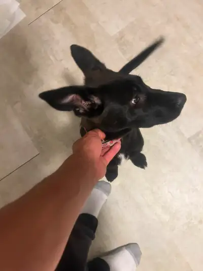 Beautiful pup looking to rehome previous owner said she has her shots , comes with food and toys , c...