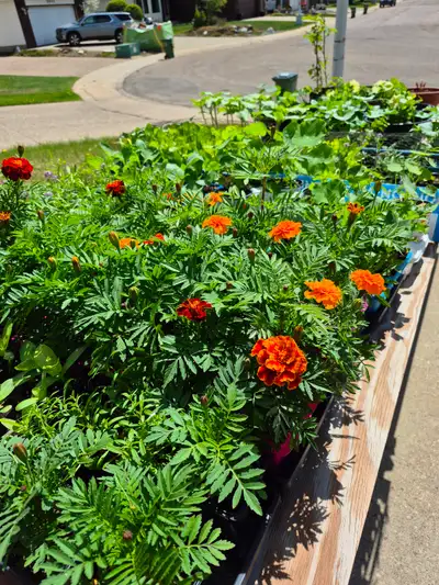 We're Back, Annual Bedding Plant Sale, View more