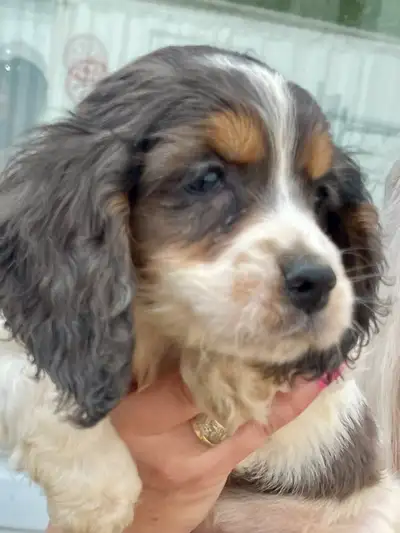chiot cocker et springer, View more